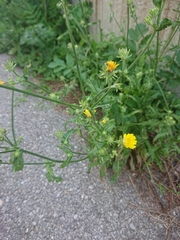 Picris hieracioides