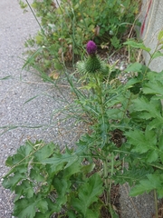 Cirsium vulgare