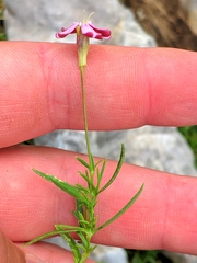 Silene saxifraga