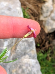 Silene saxifraga