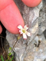 Silene saxifraga