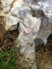 Silene saxifraga