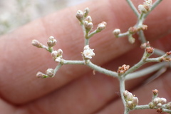 Eriogonum microtheca simpsonii