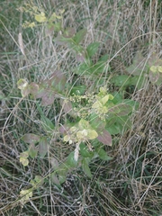 Lepidium draba