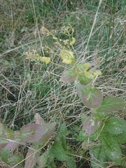 Lepidium draba