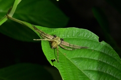 Thelcticopis severa