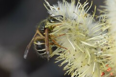 Dolichovespula albida