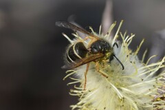 Dolichovespula albida