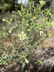 Pimelea stricta