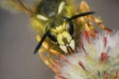 Dolichovespula albida