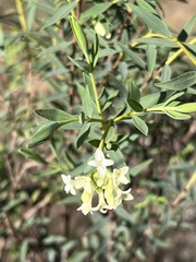 Pimelea stricta