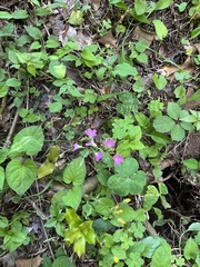 Oxalis debilis