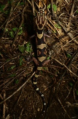Coleonyx