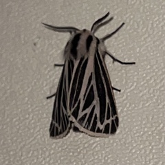 Apantesis virguncula