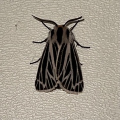 Apantesis virguncula