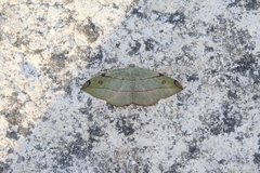 Hypochrosis hyadaria