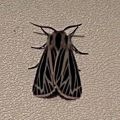 Apantesis virguncula