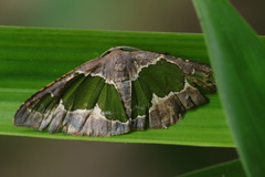 Celenna festivaria