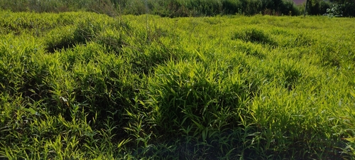 Image of Ischaemum polystachyum by no rights reserved