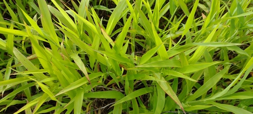Image of Ischaemum polystachyum by no rights reserved