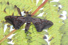 Hypochrosis binexata