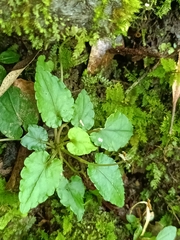 Viola mucronulifera