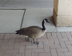 Branta canadensis