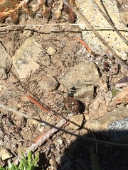 Trichalophus didymus