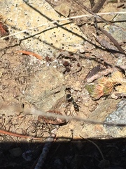 Trichalophus didymus