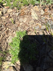 Trichalophus didymus