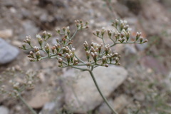 Eriogonum microtheca simpsonii
