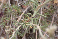 Eriogonum microtheca simpsonii