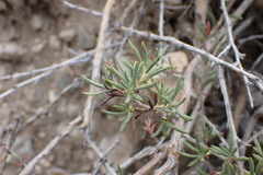 Eriogonum microtheca simpsonii