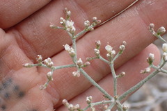 Eriogonum microtheca simpsonii