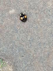 Harmonia axyridis