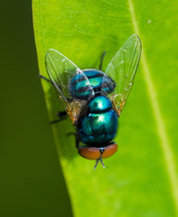 Neomyia lauta