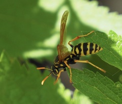 Polistes dominula