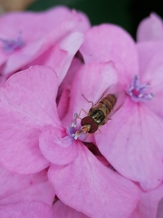 Episyrphus balteatus