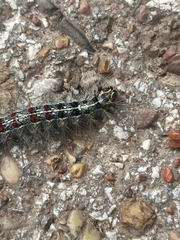 Lymantria dispar