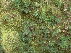 Dawsonia longiseta