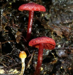 Cortinarius vinicolor