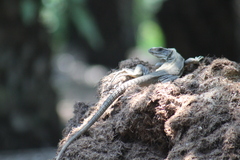 Ctenosaura acanthura