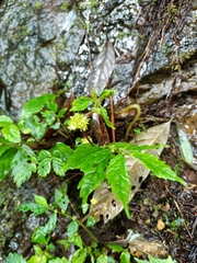 Elatostema hypoglaucum