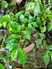 Elatostema hypoglaucum