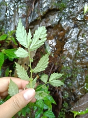 Elatostema hypoglaucum
