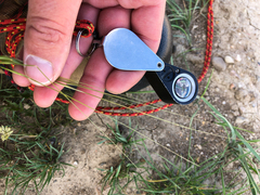 Hesperostipa curtiseta
