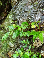 Elatostema hypoglaucum