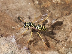 Polistes dominula