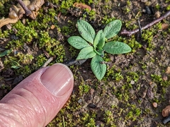 Pterostylis sanguinea