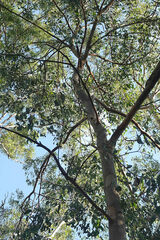 Eucalyptus hallii
